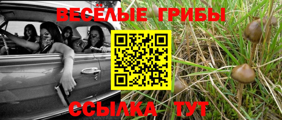 Кандалакша  Галлюциногенные грибы Psilocybe  Вход с VPN 
